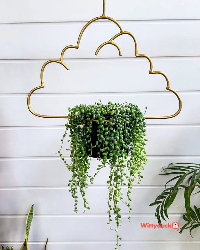 hanging plants ideas