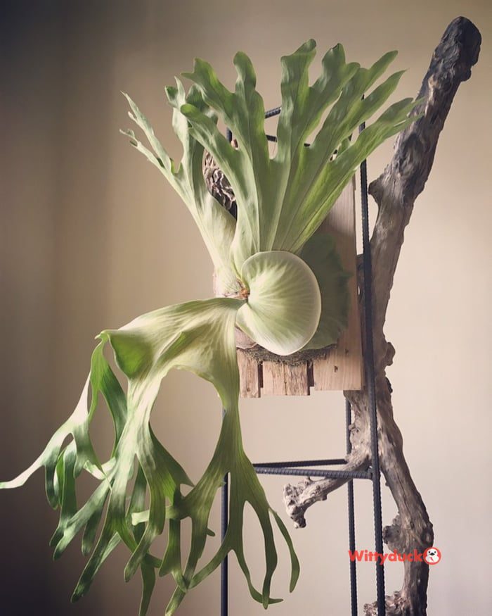 hanging plants ideas