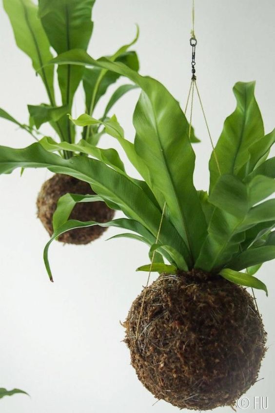 hanging plants ideas - Bird's Nest Fern