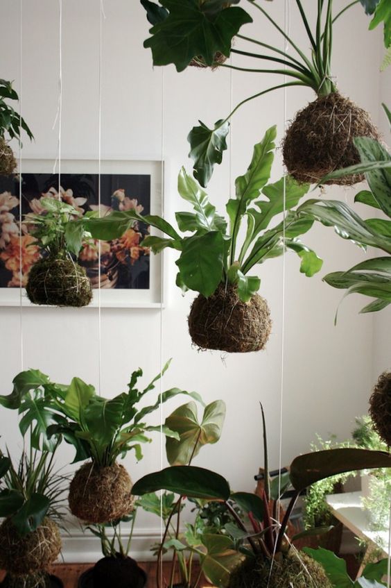 Bird's Nest Fern - hanging plants ideas