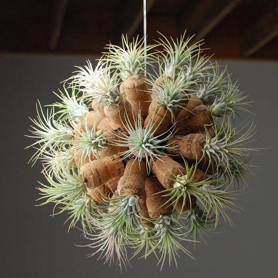 hanging plants ideas - Tillandsia