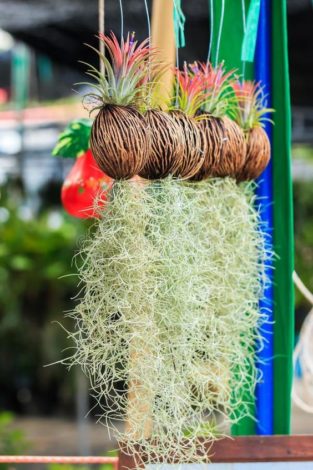 50+ Creative Hanging Plants Ideas For Indoor - Wittyduck