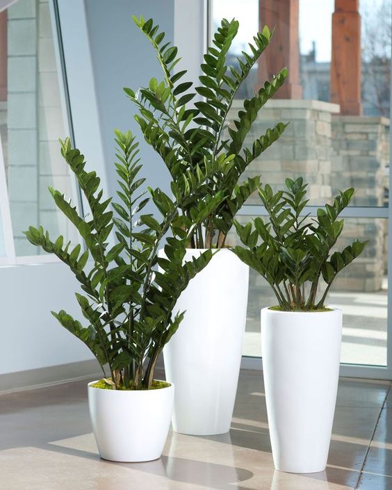 download free best low light indoor plants