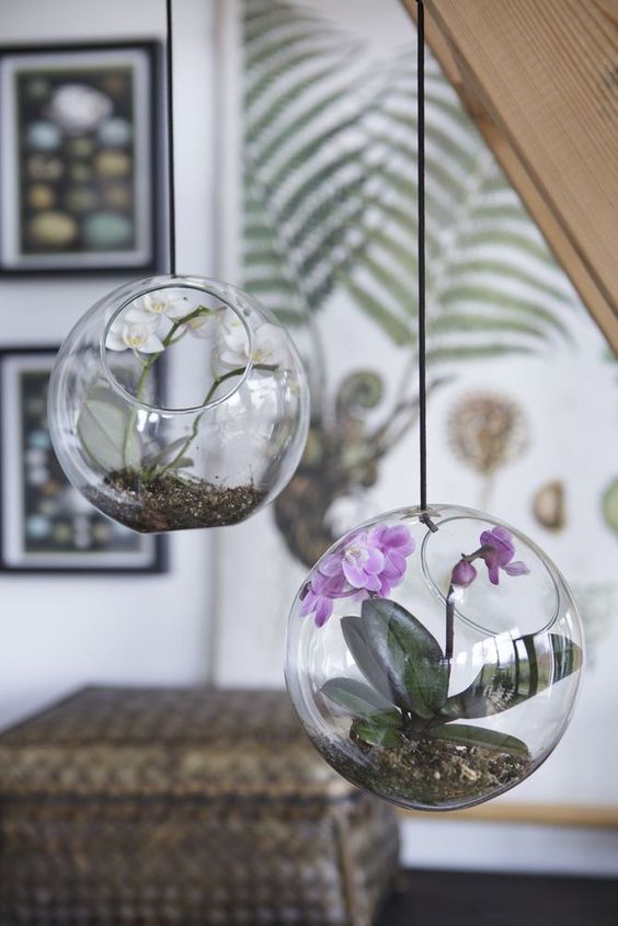 Orchids - Hanging Plant