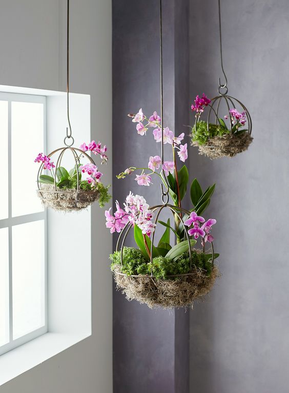 Orchids - hanging plants ideas