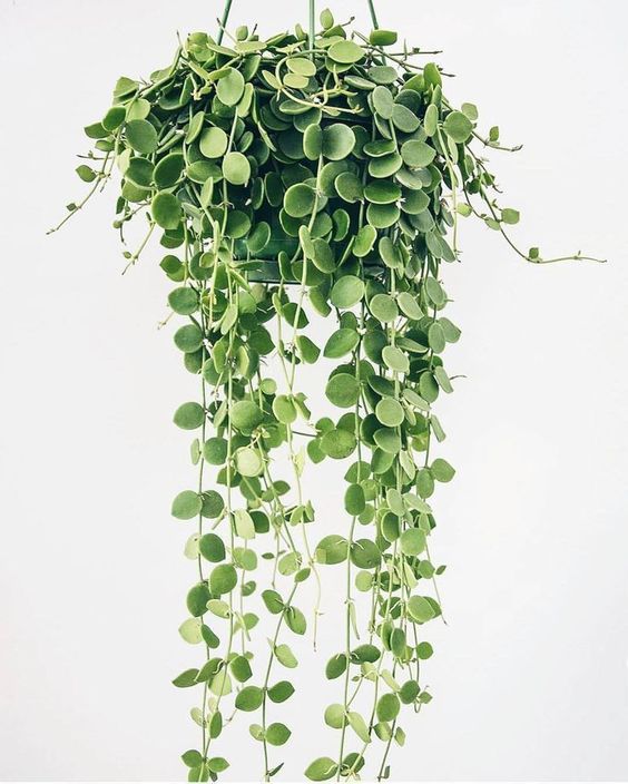 hanging plants ideas - Peperomia Hope