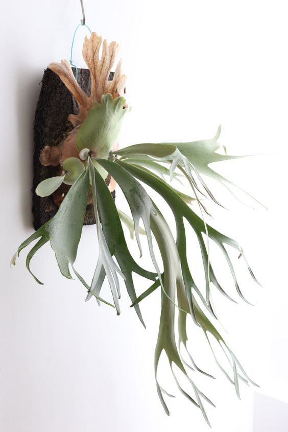hanging plants ideas - Staghorn Fern