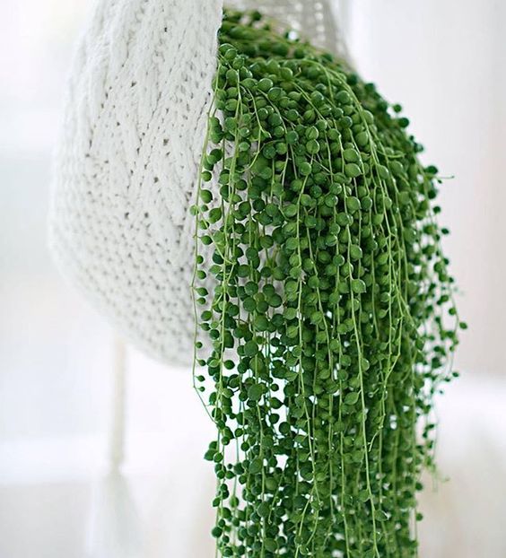 hanging plants ideas - String of Pearls