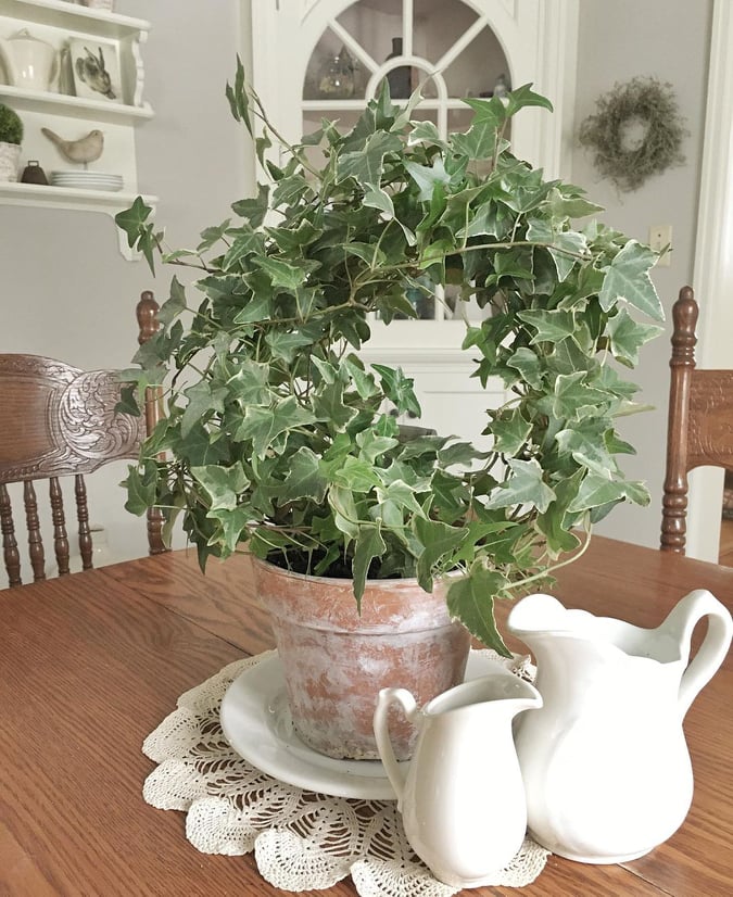 Best Plants for Bedroom -English IVY