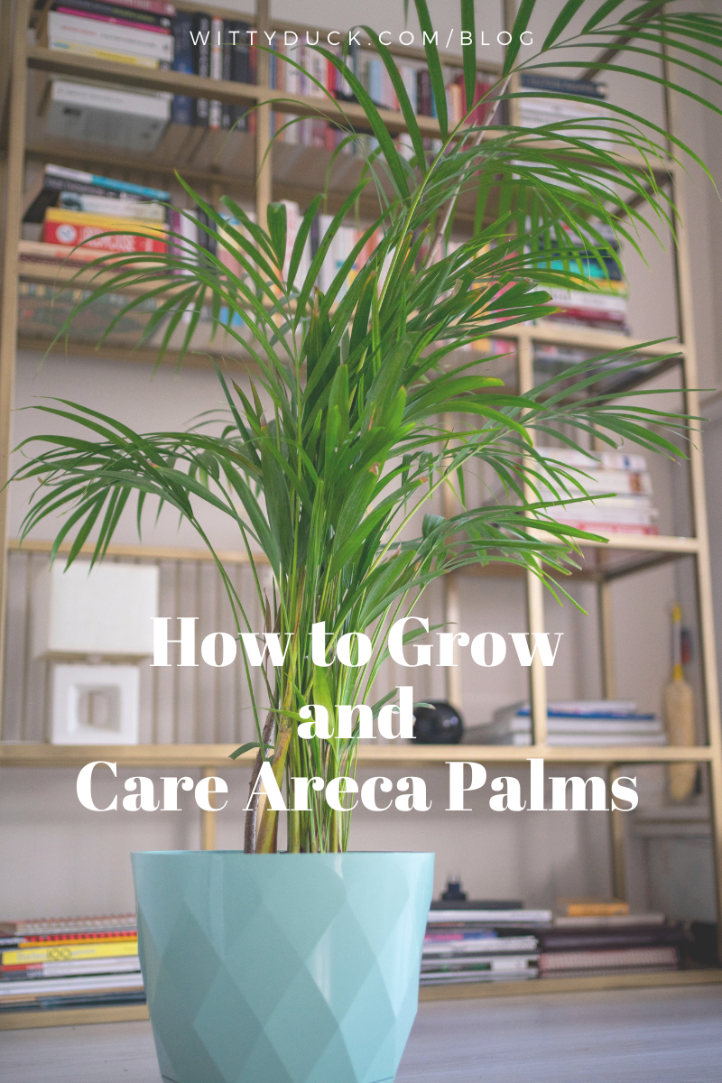 Areca Palm Care