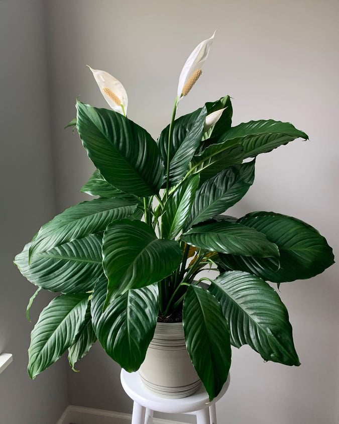 10 Lucky Plants that Bring Health, Wealth, and Happiness to Your Home