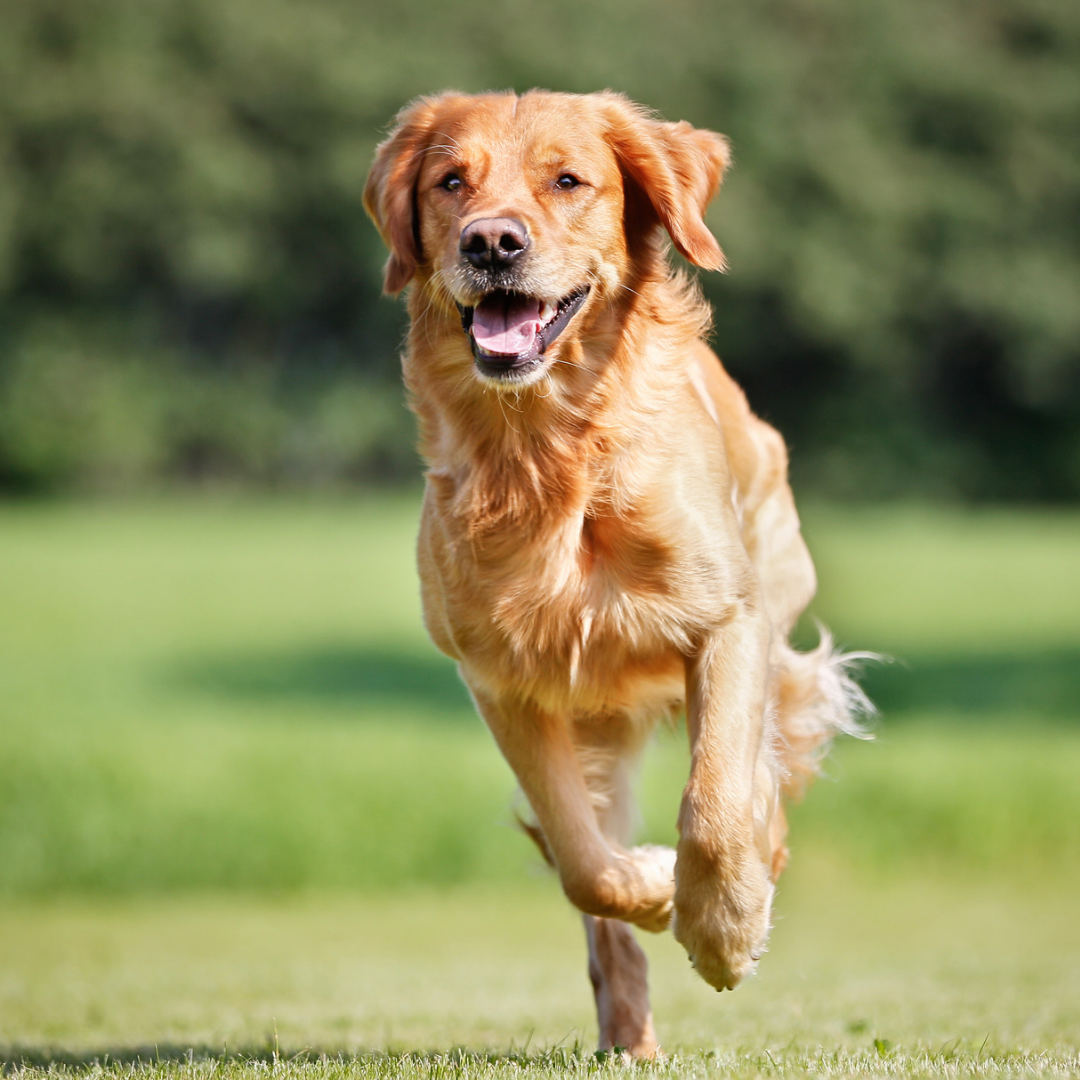 Type Of Dogs - Golden Retriever