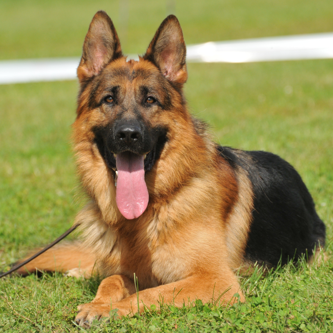 Type Of Dogs - German Shepherd