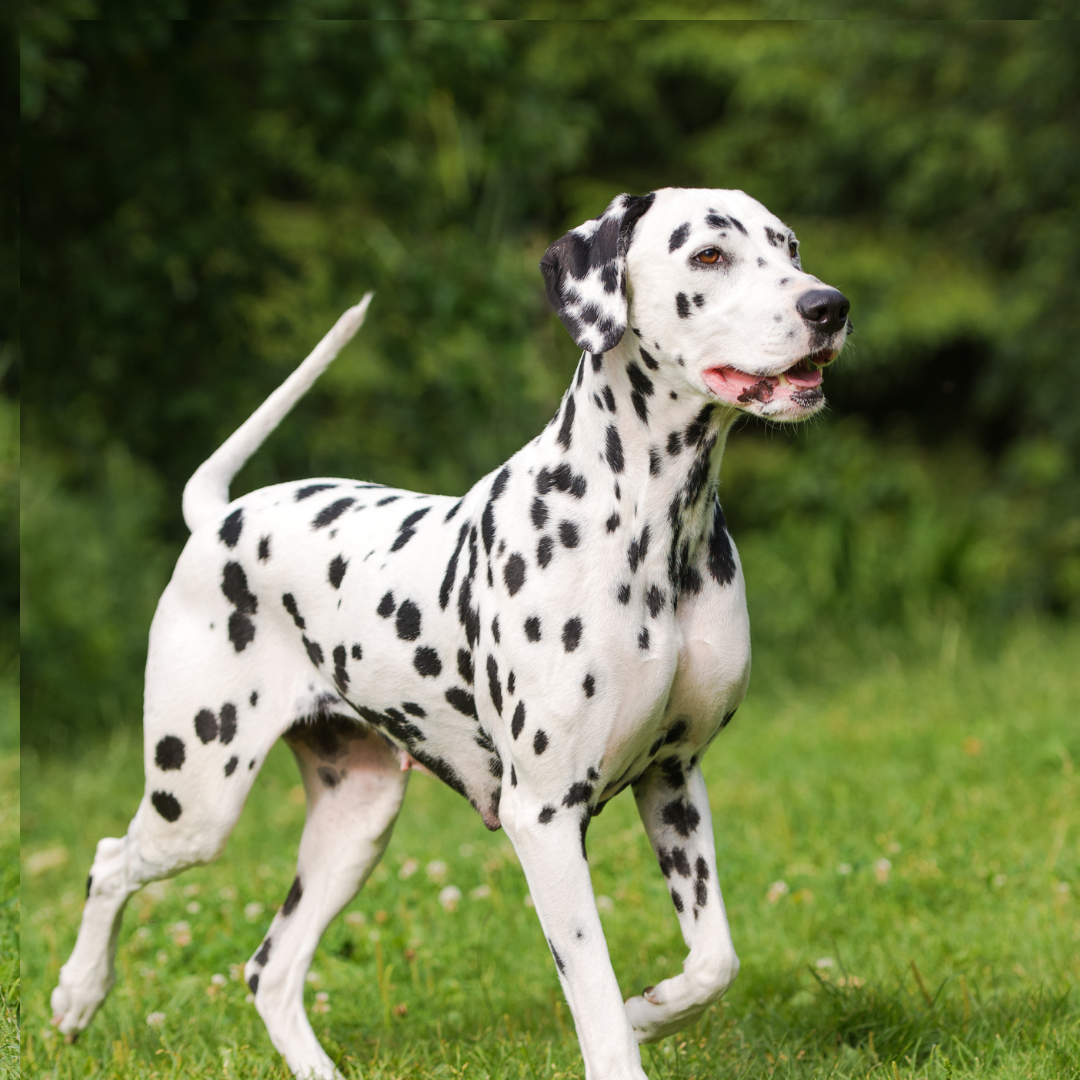Type Of Dogs - Dalmatian