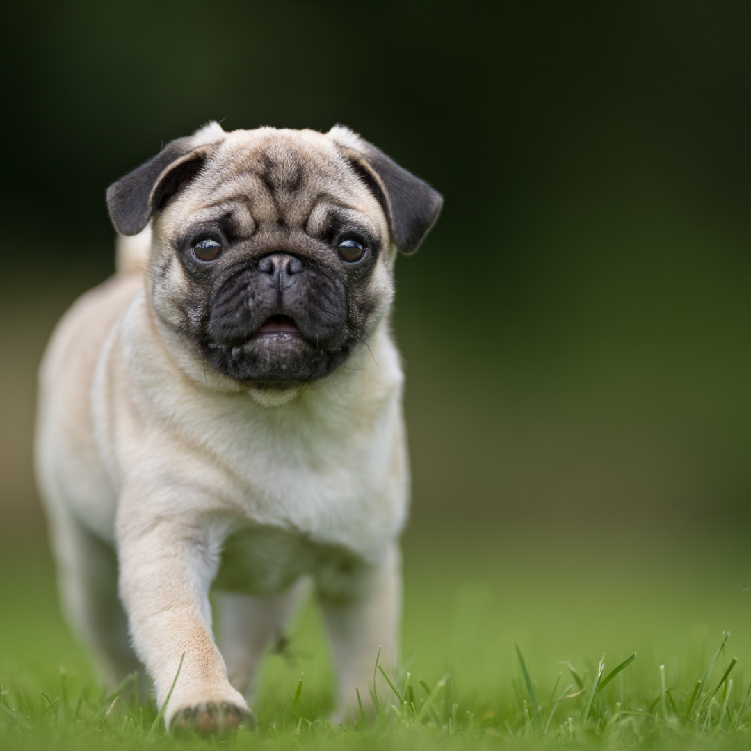 Types Of Dogs - Pug