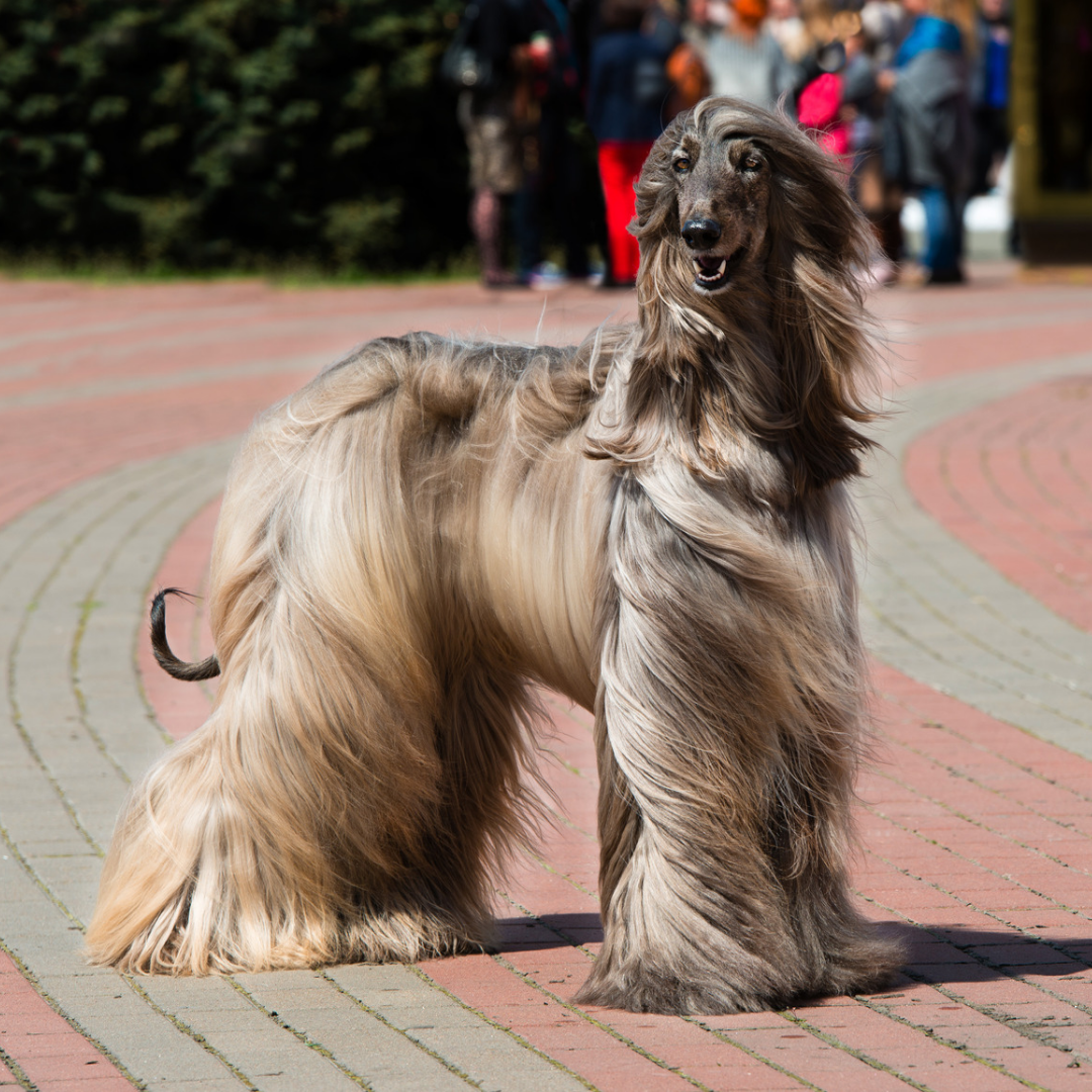 Types Of Dogs - Afghan Hound