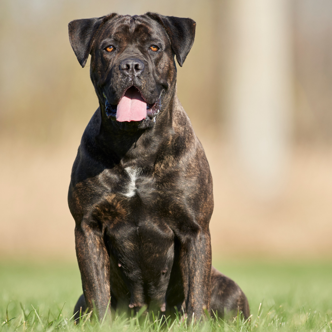 Types Of Dogs - Cane Corso