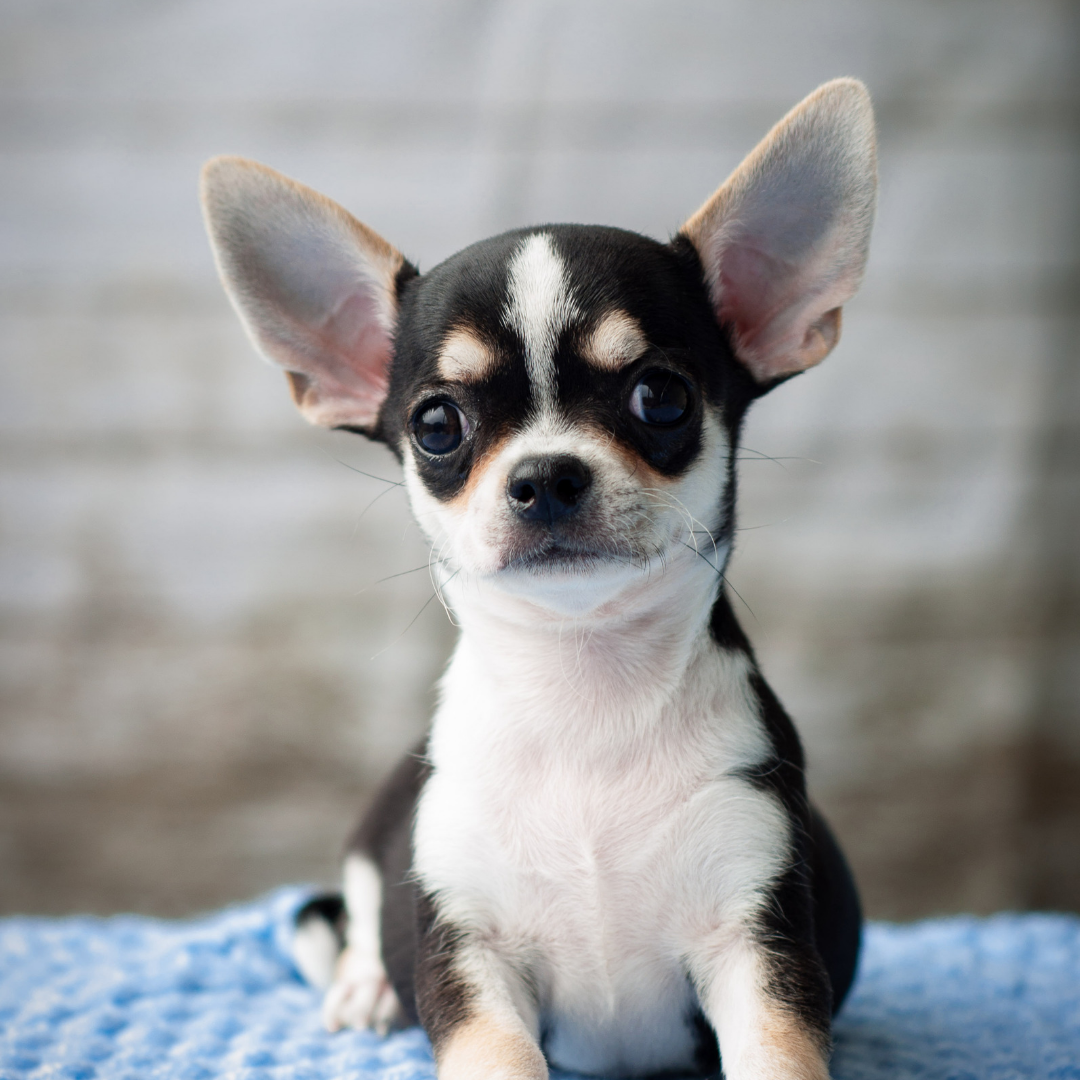 Types Of Dogs - Chihuahua
