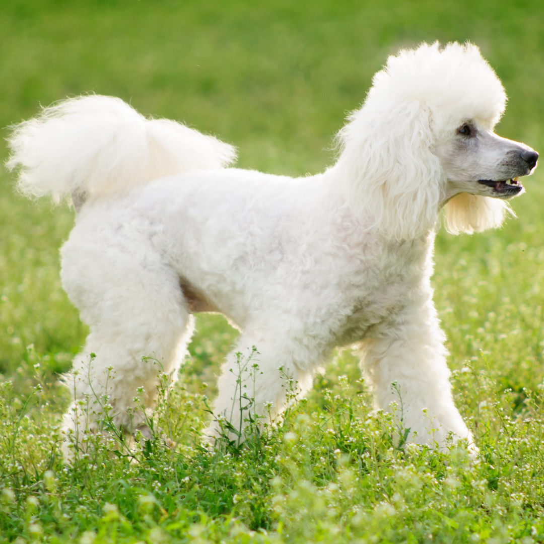 Types Of Dogs - Poodle