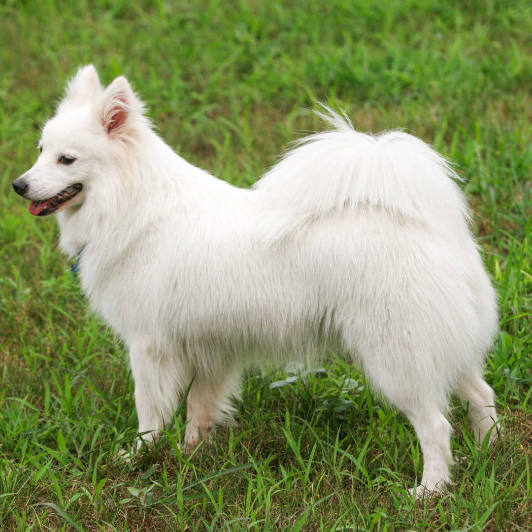 Types Of Dogs - Japanese Spitz