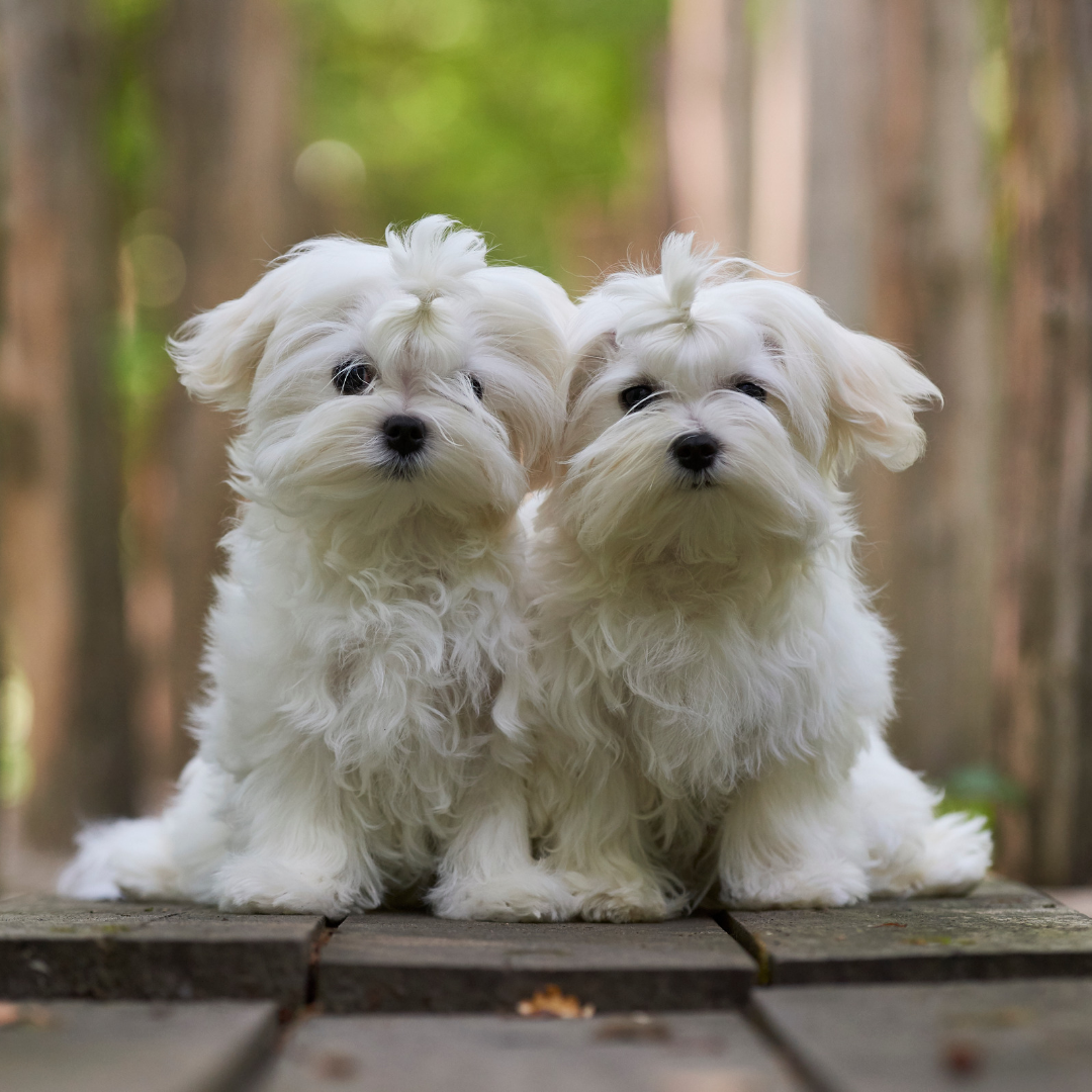 Types Of Dogs - Maltese