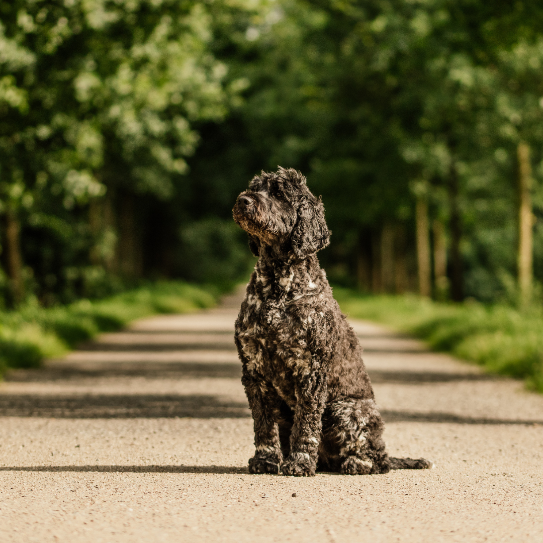 Types Of Dogs - Portuguese Water Dog