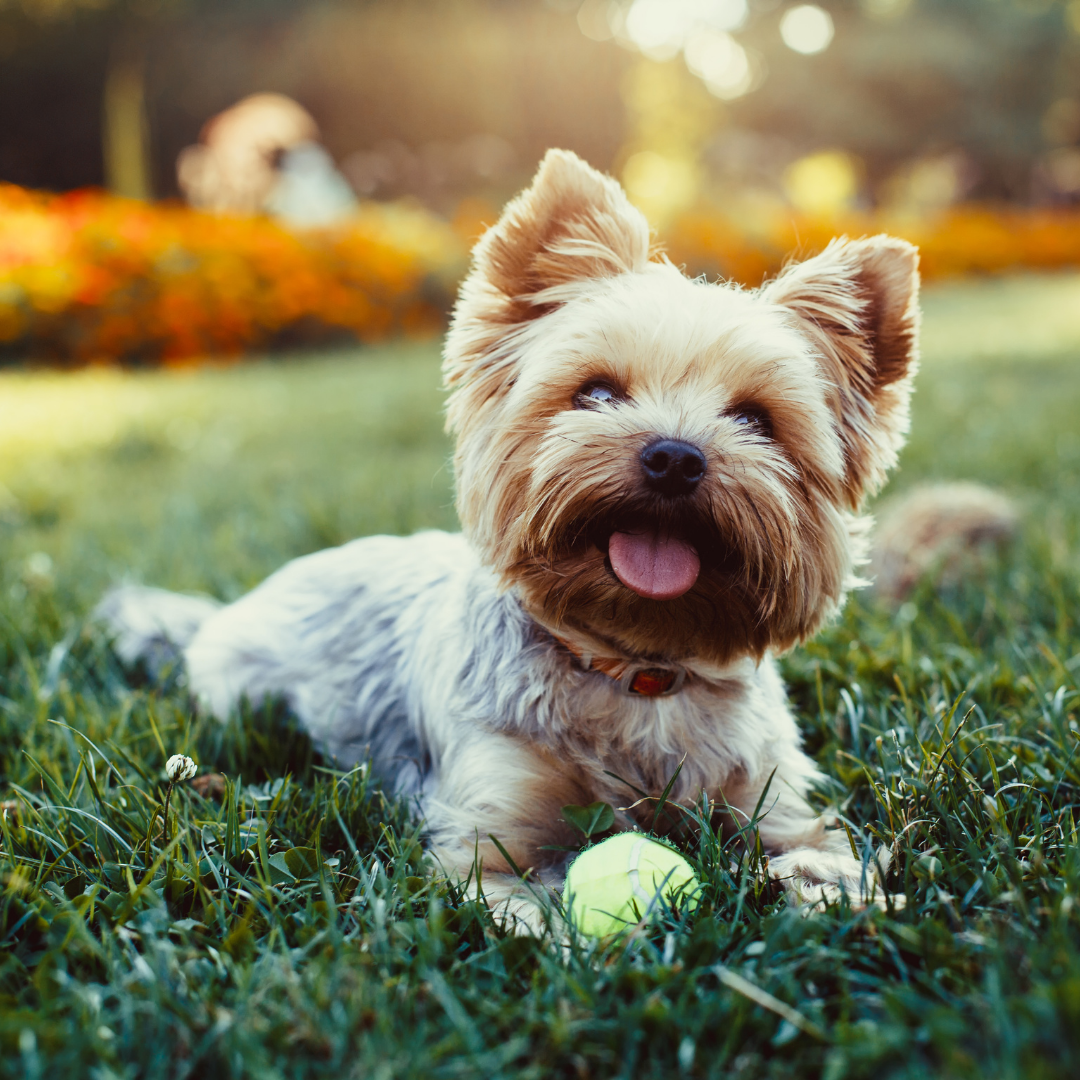 Types Of Dogs - Yorkshire Terrier