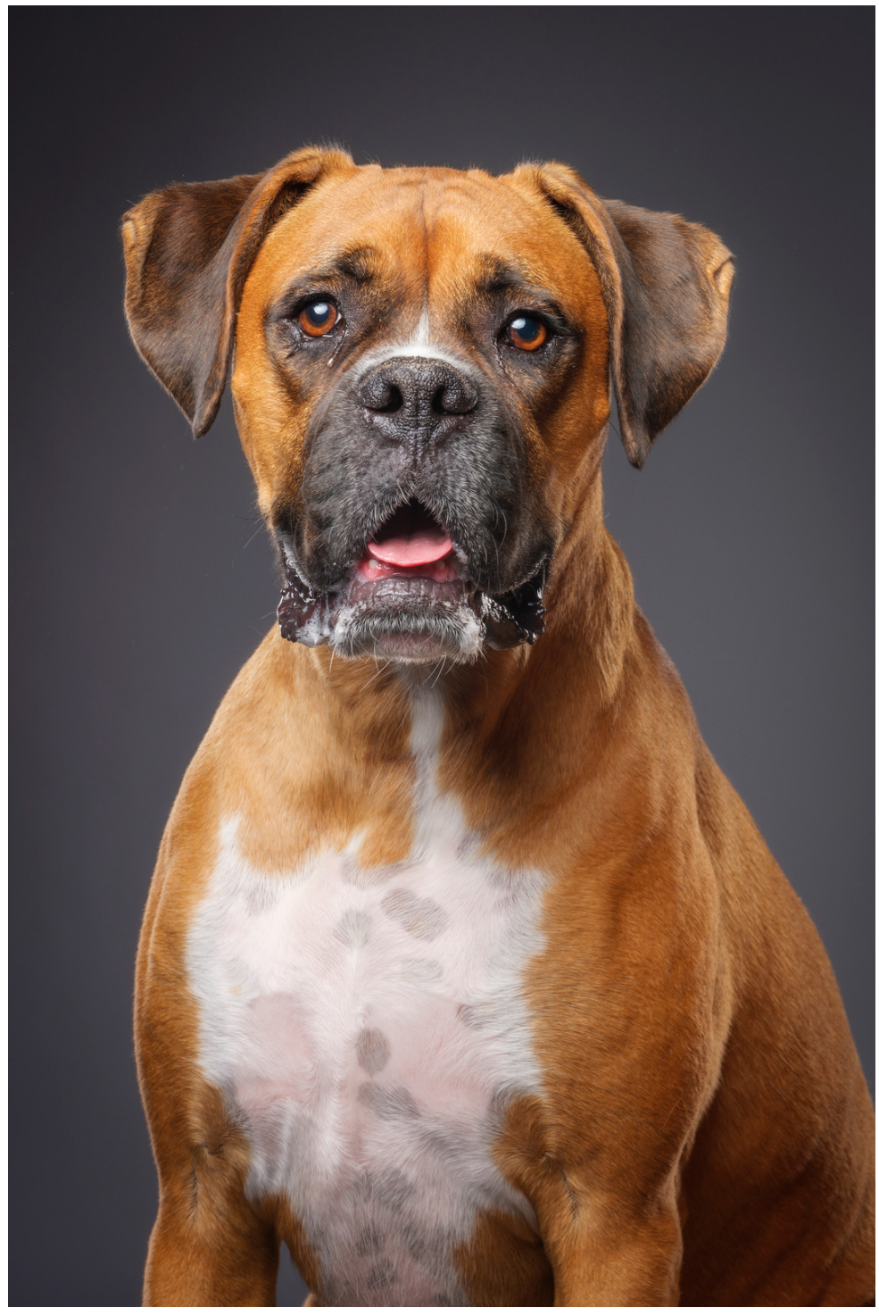 Types Of Dogs - Boxer