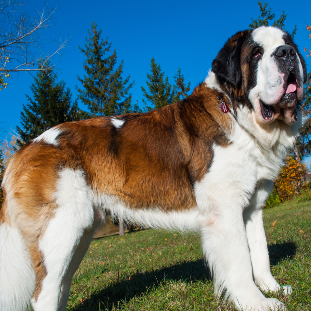 Types Of Dogs - Saint Bernard