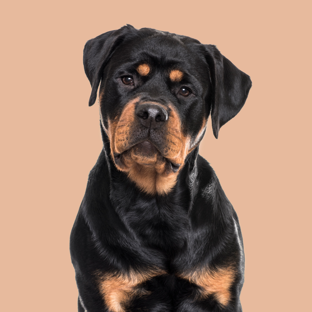 Types Of Dogs - Rottweiler