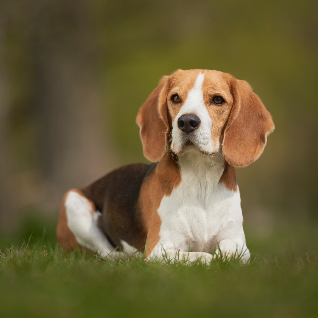 Types Of Dogs - Beagle