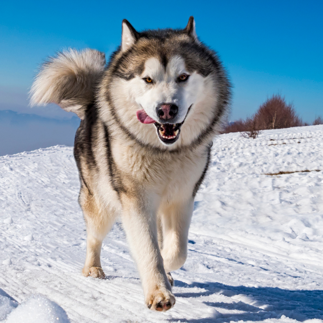 Types Of Dogs - Alaskan Malamute