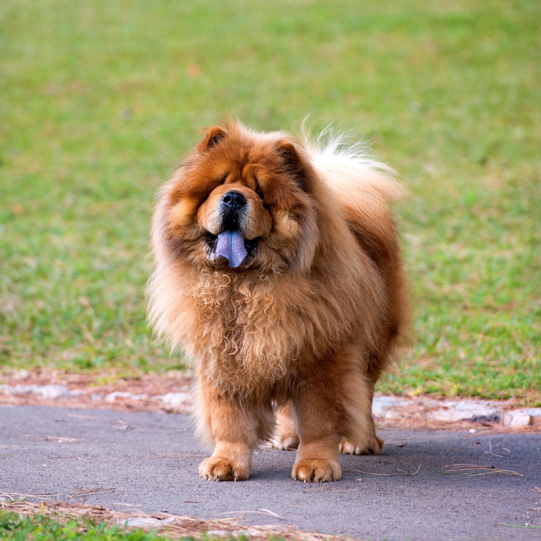 Types Of Dogs - Chow-Chow