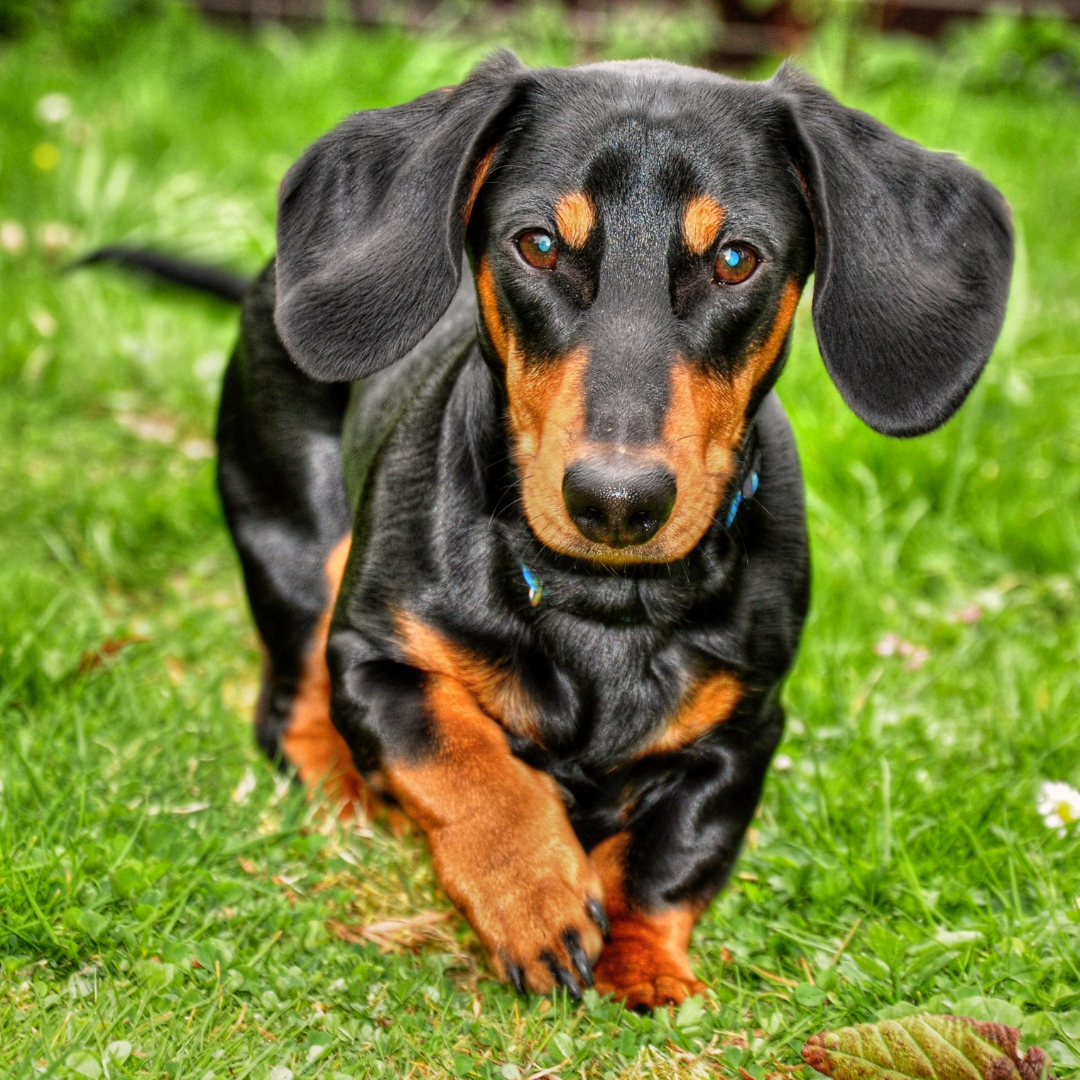 Types Of Dogs - Dachshund