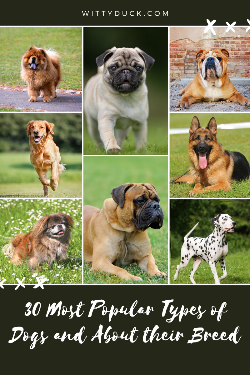 30 Most Popular Types Of Dogs and Facts About Their Breeds - Wittyduck