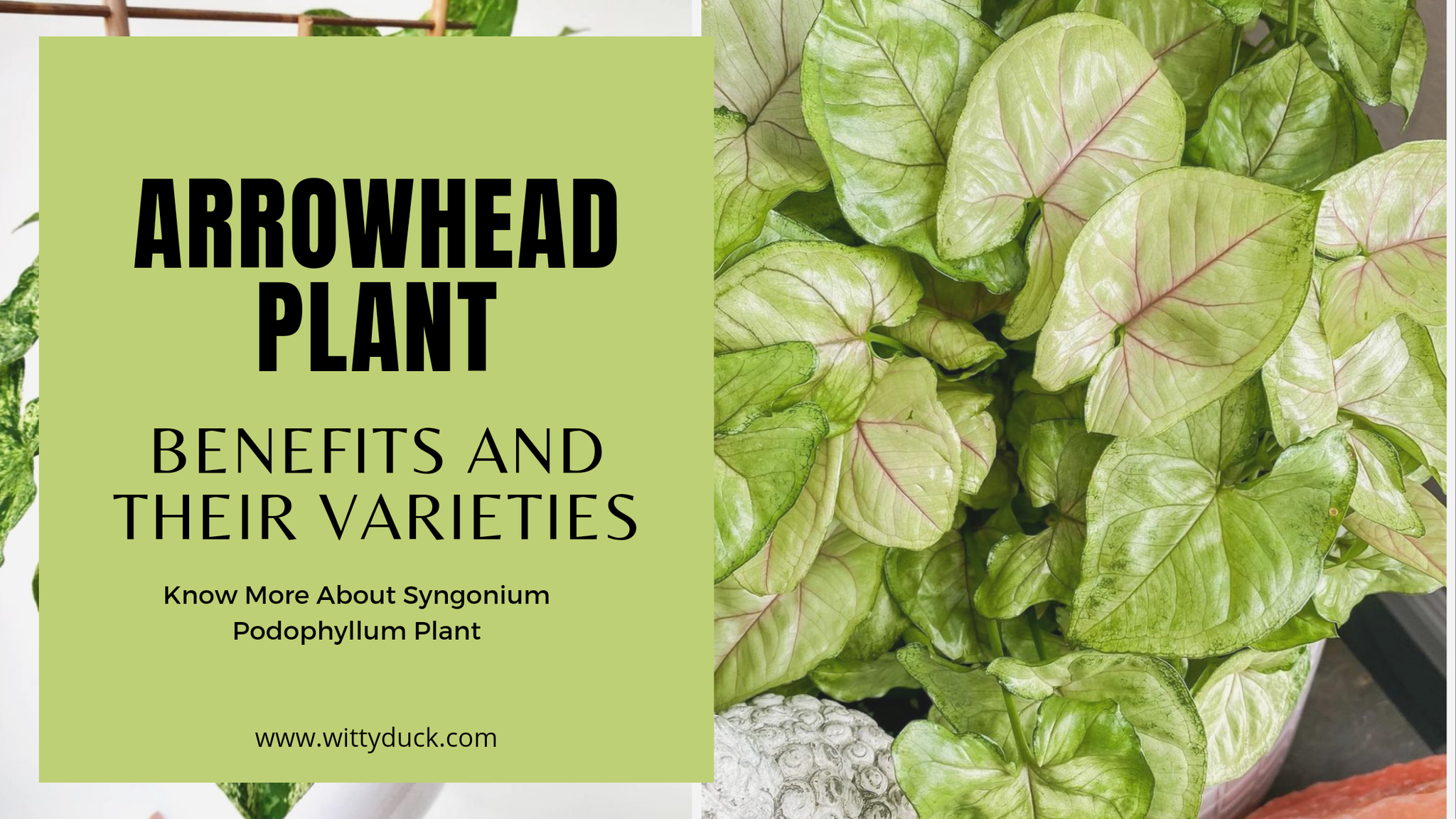 Benefits of Arrowhead Plant Syngonium Podophyllum Plant and ...