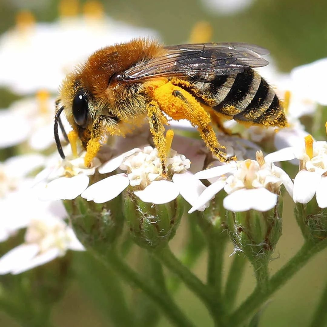 Types Of Bees - Plasterer bees