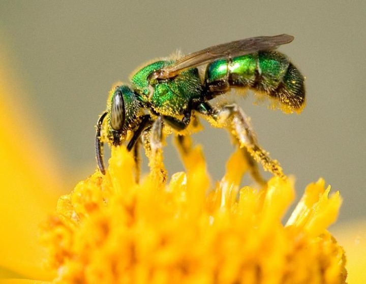 Types Of Bees - Sweat bees