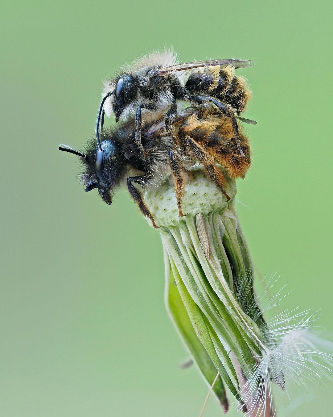 Types Of Bees- Mason bees