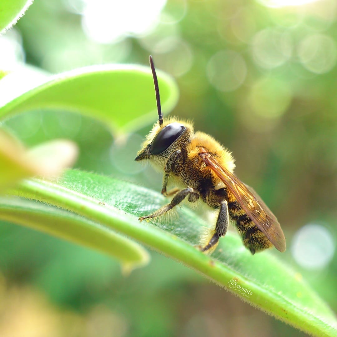 Types Of Bees - Leafcutter bees