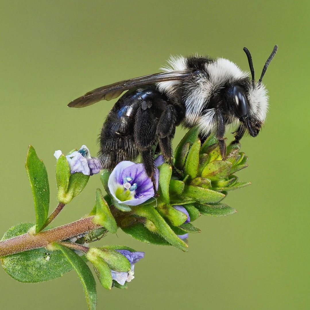 Types of Bees - Mining bees
