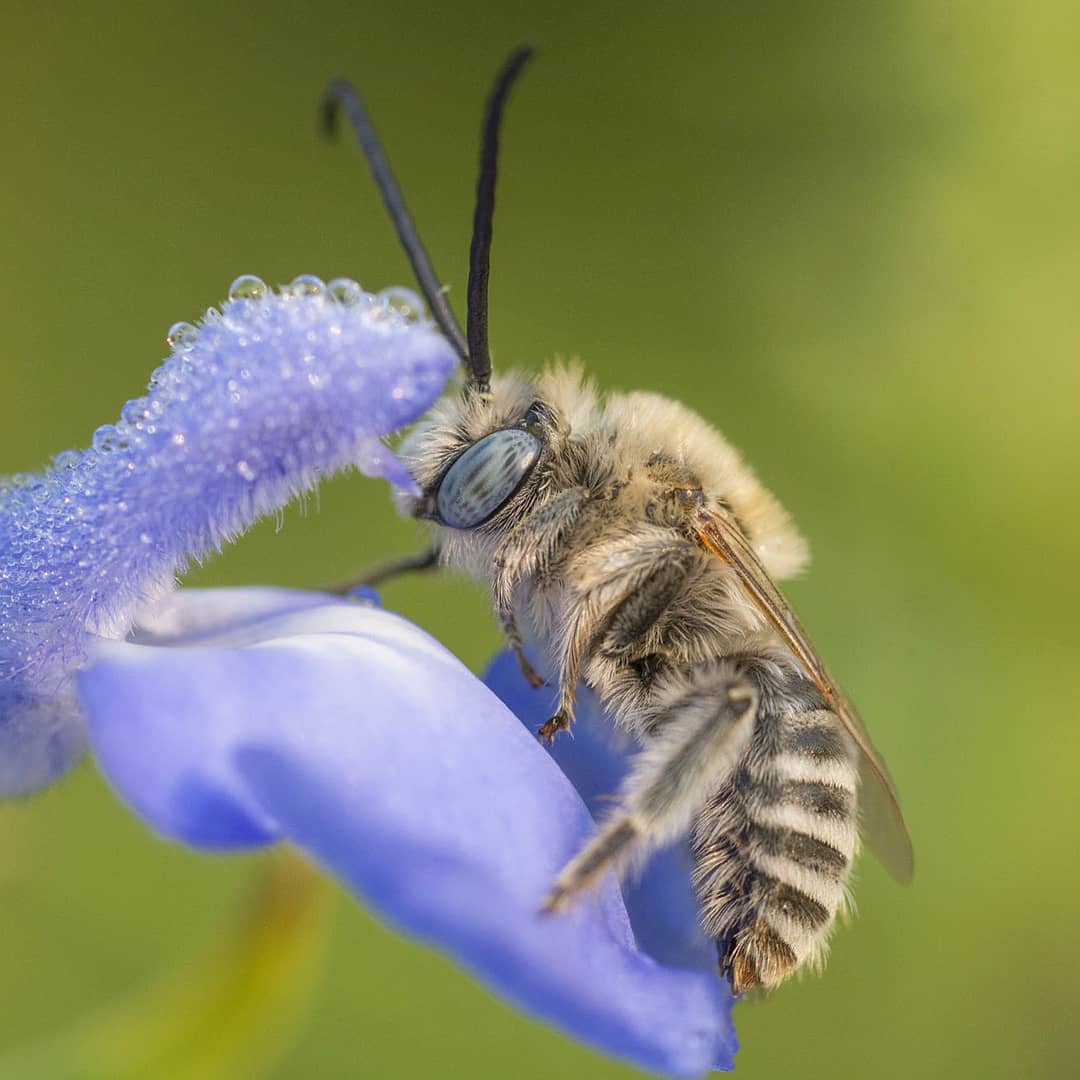 Types Of Bees - Digger bees