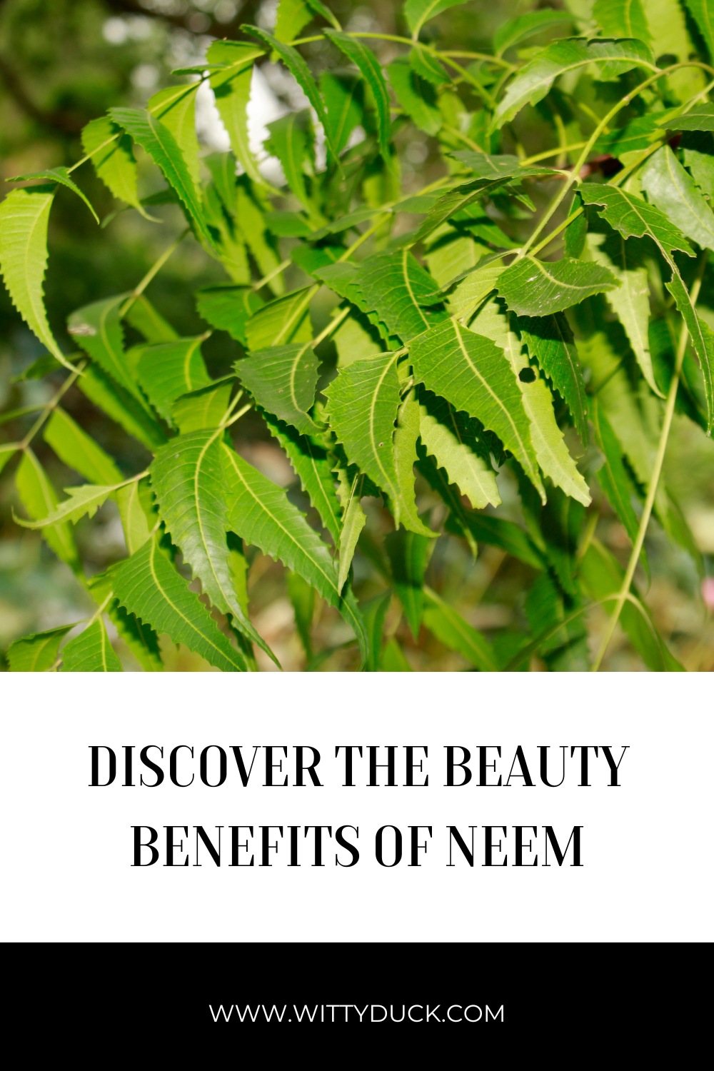 Discover the Beauty Benefits of Neem